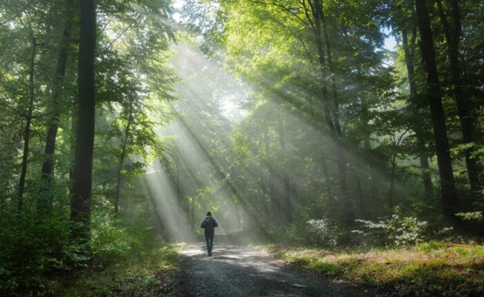 Fair Oaks - Use Forest Bathing to Improve Your Health
