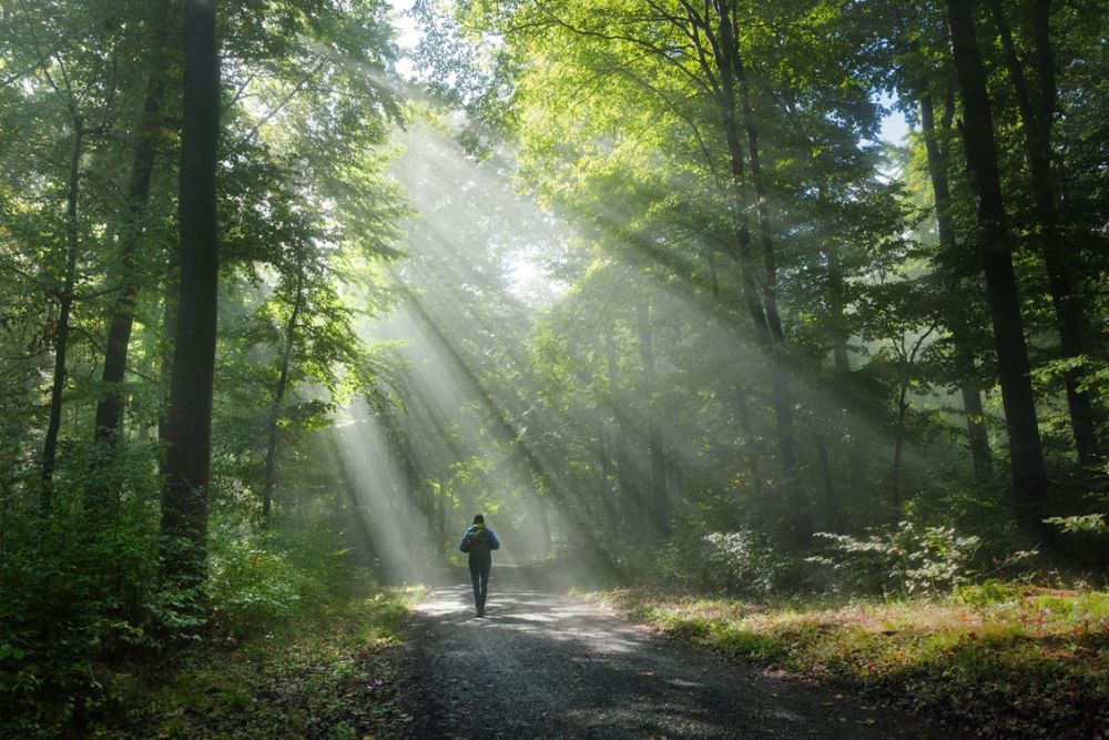 Fair Oaks - Use Forest Bathing to Improve Your Health